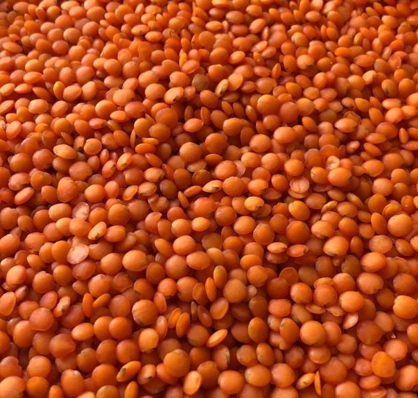 Red lentils polished sorts «football», «petal» - фото - 1