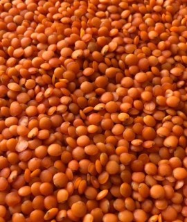 Red lentils polished sorts «football», «petal» - фото - 1