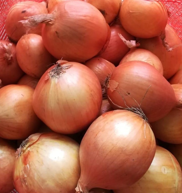 Golden onion - фото - 1