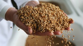 россия прекратила экспорт зерна до 1 июля - фото - 1