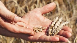 минсельхоз РФ снизил прогноз урожая зерна в РФ - фото - 1